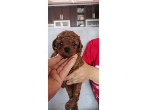 Toy poodle erkek yavrular