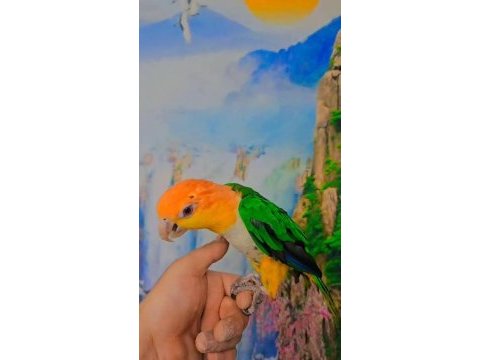 Full evcil caique maskot