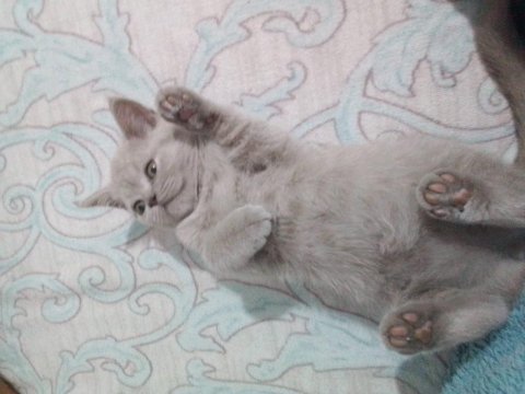 2 aylık dişi 3 tane british shorthair kedim
