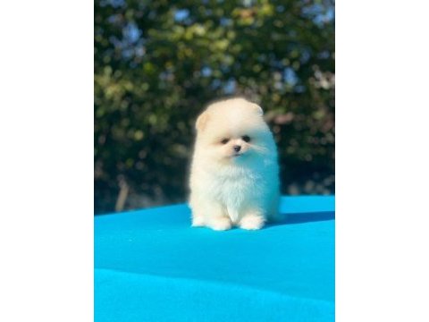 Pomeranian boo yavrular