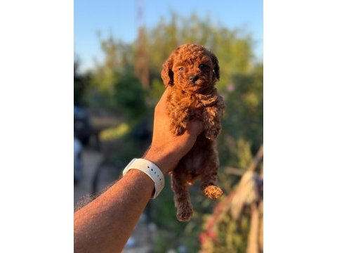 Aşılı çiş eğitimli orjinal toy poodle bebekler 