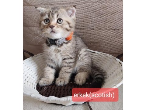 Scottish fold ve british saf kan oyuncu bebeklerimiz