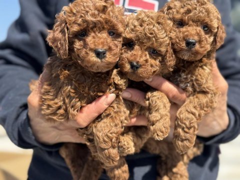 Ankaranın en seçkin redbrown kore toy poodle ları