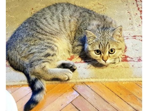 British shorthair oğlumuz lokı için acil yuva