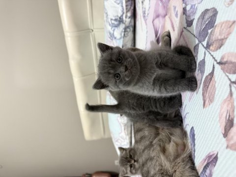 British shorthair 2 aylık