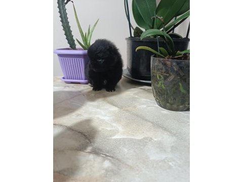 Pomeranian boo köpeğimiz