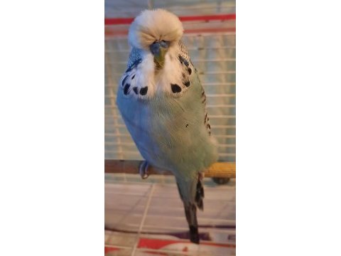 Show jumbo muhabbet kuşu erkek