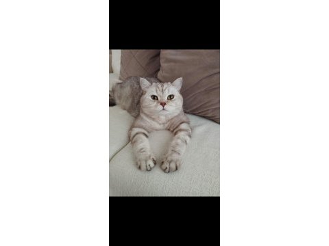 British shorthair kısır erkek ücretsiz