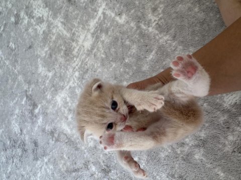 Sarı bebek scottish fold