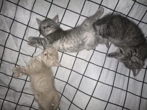 Anne sütü alan bebek kediler