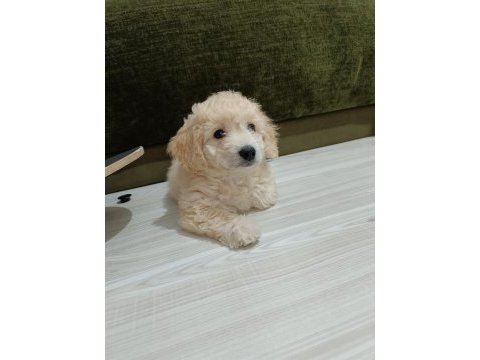 Maltipoo yavru
