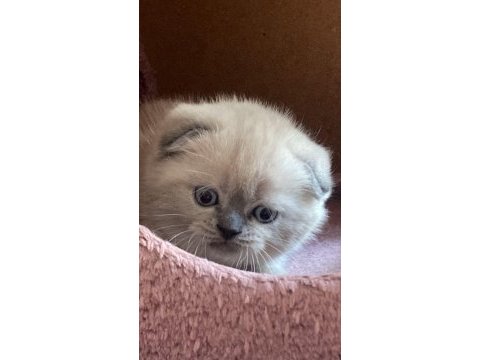 2.5 aylık scottish fold sadece izmir