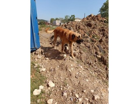 Adamcıl 3 yaşında kangal kopeği