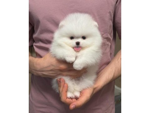 Pomeranian boo teddy bear yavrulardan biri için ulasın