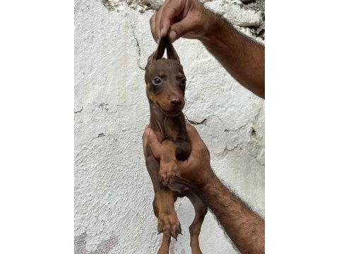 Doberman köpekler