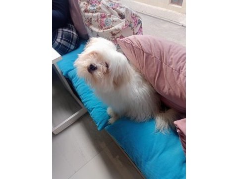Maltese terrier bakımlı kimlikli aşıları tam