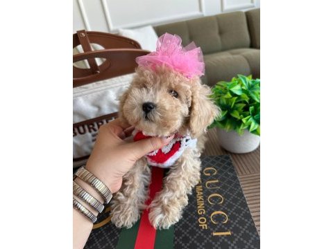 Sağlık ve ırk garantili maltipoo yavrularımız