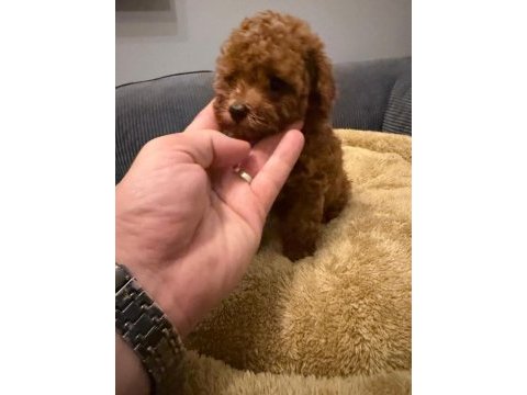 Poodle kore teacup 3.5 aylık dişi