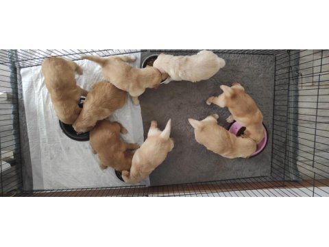 Orjinal ırk baby face golden retriever yavruları