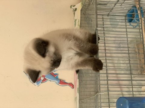 British shorthair yavrumuza yuva arıyoruz