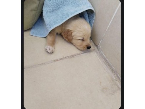 Golden retriever 3 aylık erkek iç dış parazit karma oldu