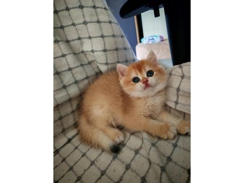 Altın rengi golden dişi yavru british shorthair