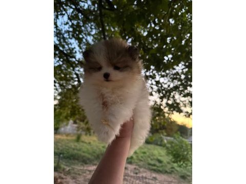 Pomeranian boo