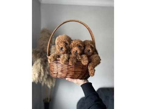 Korekan toy poodle yavrularımız kilo ve ırk garantili