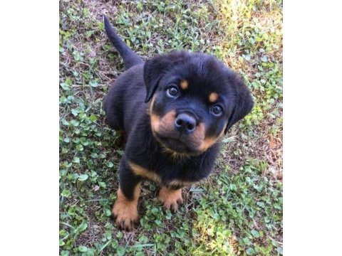 Rottweiler yavrularımız