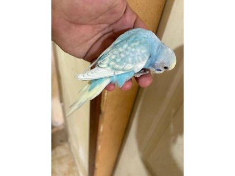 31 günlük oğlan bebek muhabbet kuşumuz