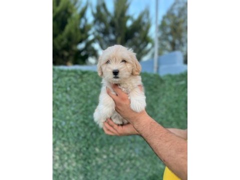 En iyi dostunuz maltipoo