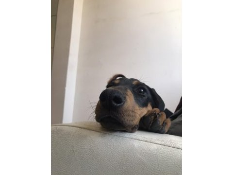Dünyalar tatlısı 4 aylık doberman eğitime açık