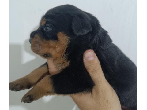Dişi erkek ve dişi rottweiler yavrular