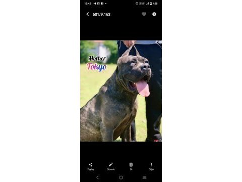 A şecereli kan hattı cane corso