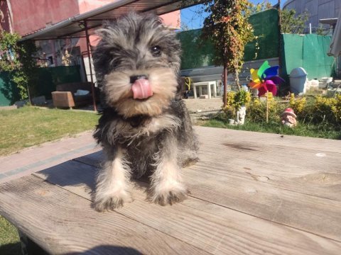Şecereli anne babadan schnauzer yavrularımız