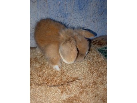 Teddy lop tavşanı yavrular mavi goz