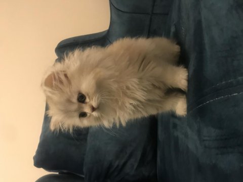 Süper ötesi kalite british longhair yavrumuz