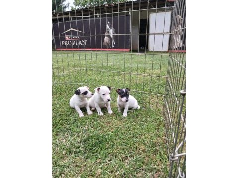Akkuş üretim çiftliğinden jack russell yavruları