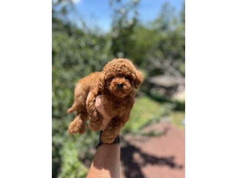 Kore poodle yavru baby face