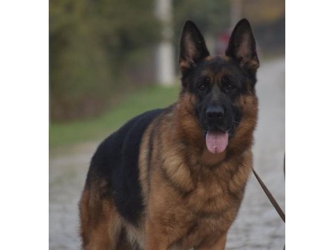 Secereli show line kan hattına sahip alman çoban köpeği