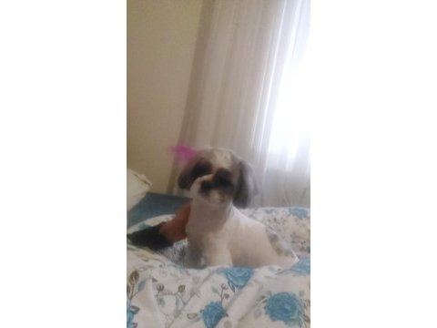 2 yaşında dişi shih-tzu