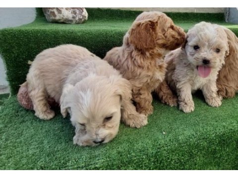 Maltipoo yavrular