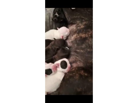 Yeni doğmuş french bulldog yavrular