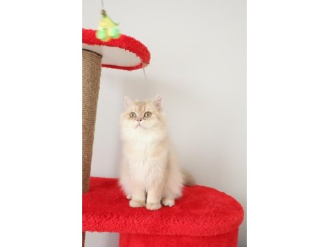 Krem rengi british longhair kızımız