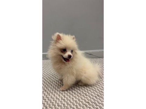 2 aylık pomerian