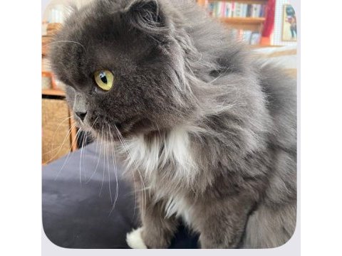 Scottish fold longhair kedimize yeni bir ev arıyoruz