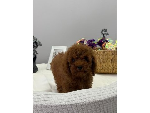 Kore toy poodle yavrular