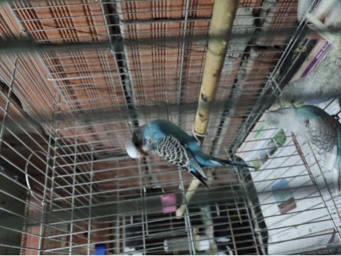Yeni yeme düşmüş yavru muhabbet kuşu