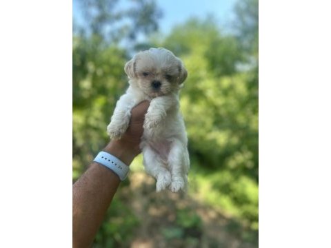 Korea teacup maltese yavrularımız