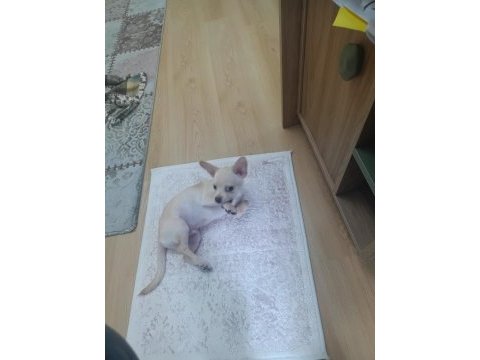 5 aylık erkek chihuahua